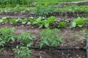 Read more about the article Innovative irrigation systems in vegetable farming
