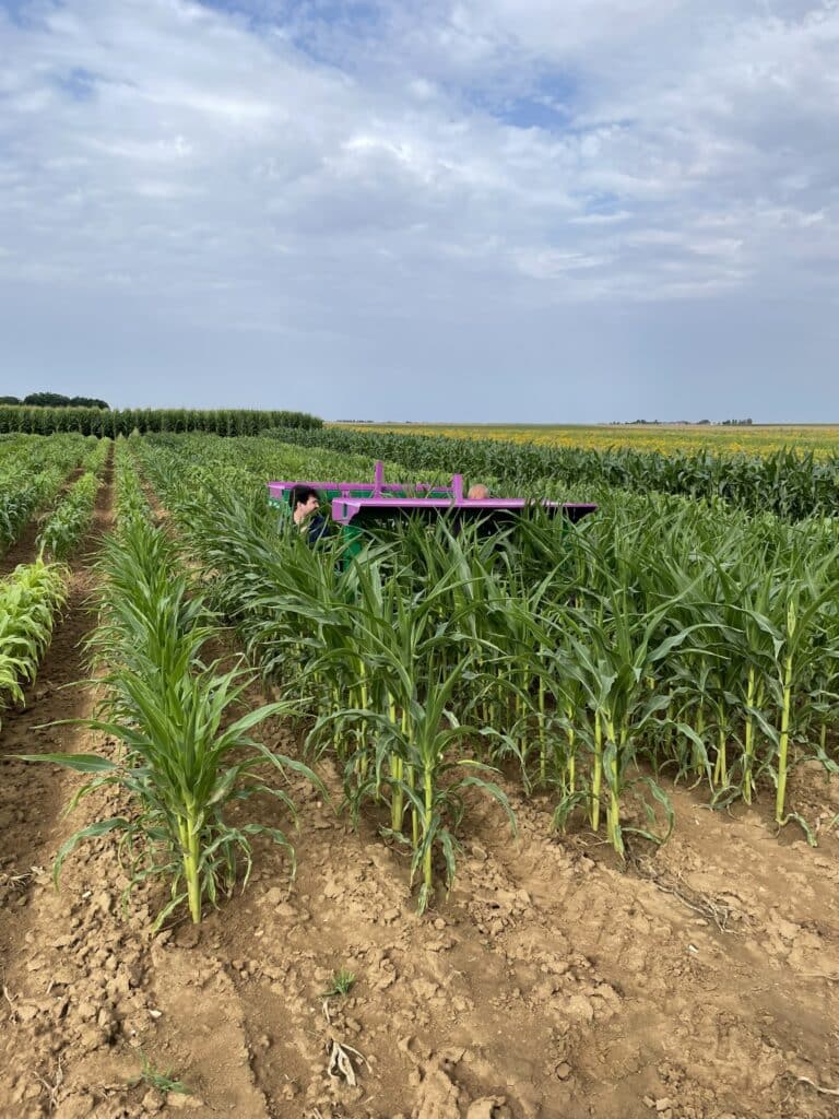 Enjambeur Ponchon arrachage de talles maïs